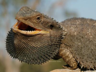 u39/gehyra/medium/35038995.Pogona3.jpg