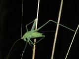 Grasshoppers and Crickets, Orthoptera