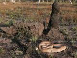 Mulga Snake, Pseudechis australis