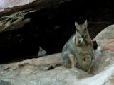 Short-eared Rock wallaby, Badbong, Petrogale brachyotis