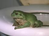 Green tree frog (Pelodryas cearulea) and poem.
