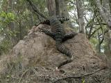 Lace Monitor
