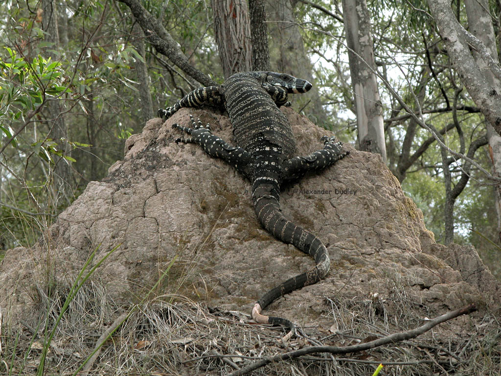 Lace Monitor