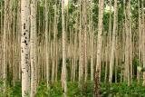 Aspen trees