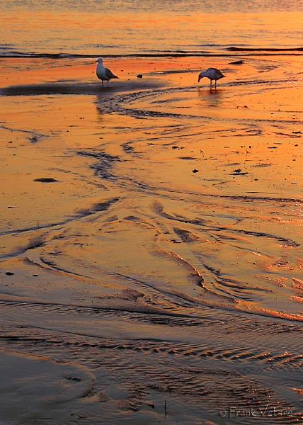 Seagulls at sunset