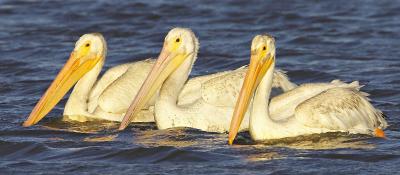 Am. White Pelican PAB IT0L3816.jpg