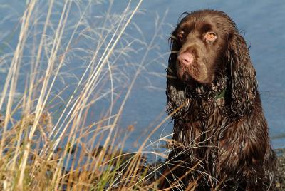 Bradley, January 2004