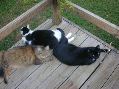 Tuesday October 12, 2004 - All cats on deck.