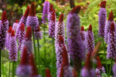 ButchartFlowers.jpg