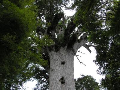 u39/goeoenk/medium/25715491.KauriBaum2.jpg