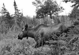 Moose on the Skyline Trail