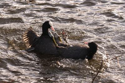 Coot Attack