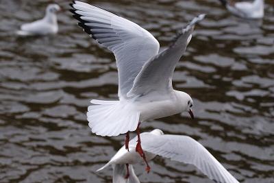 Black Headed Gull