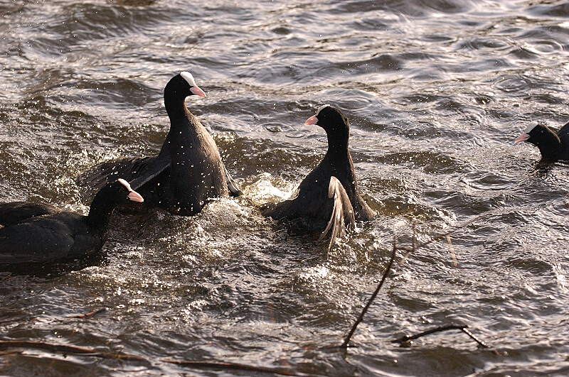 Coot Attack