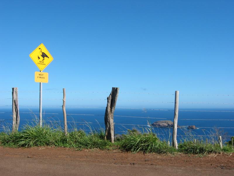 Nene Crossing