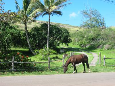 Horse Molokai
