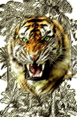 Tiger Challenge Two.jpg