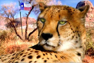 Jeffs Texas Leopard .jpg