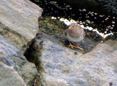 u39/gtepke/medium/25822913.030329PurpleSandpiper0899.jpg
