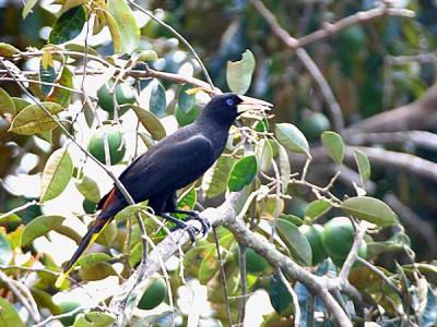 Crested Oropendola