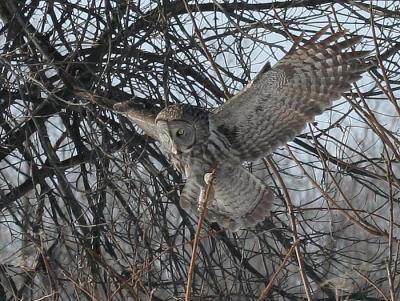 Great Gray Owl