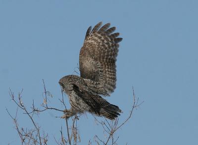 Great Gray Owl