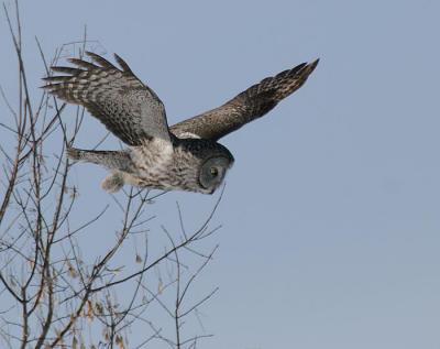 Great Gray Owl