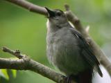 Gray Catbird