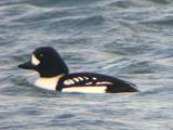 Barrows Goldeneye