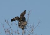 Great Gray Owl