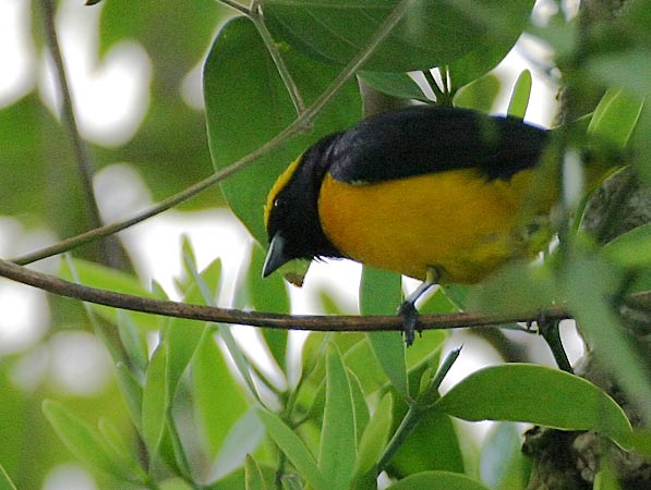 Yellow-crowned Euphonia