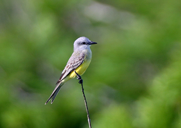 Tropical Kingbird