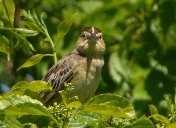 Bobolink