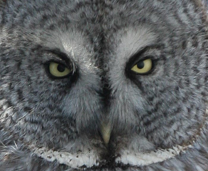 Great Gray Owl