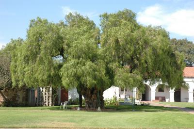 San Luis Rey 11 pepper tree.jpg