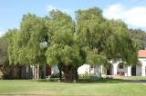 San Luis Rey 11 pepper tree.jpg