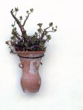 Plant on Wall.jpg