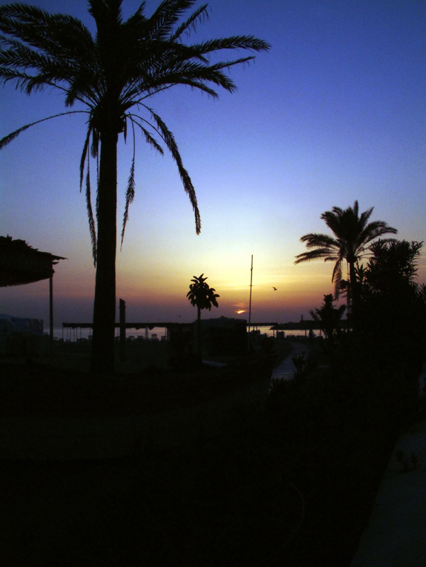 Palm Trees.jpg