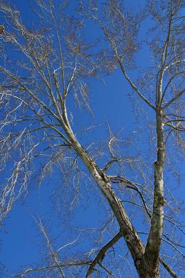 u39/haglunde/medium/25422734.Tree_0864eWeb.jpg