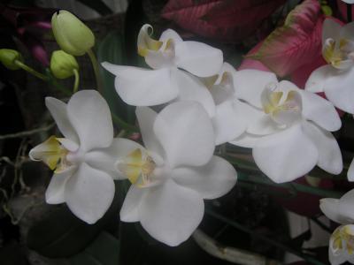 Orchids outside restaurant
