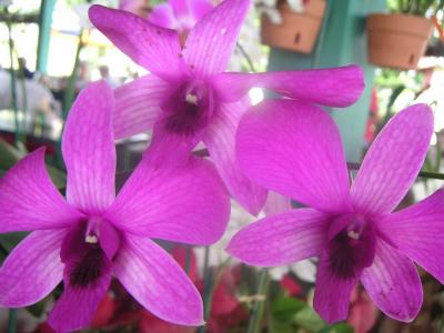 Orchids outside restaurant