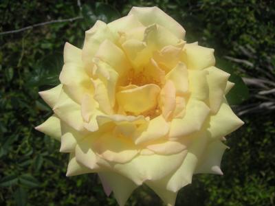 Rose outside restaurant