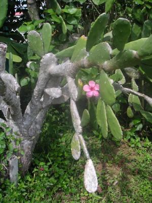 Cactus outside restaurant