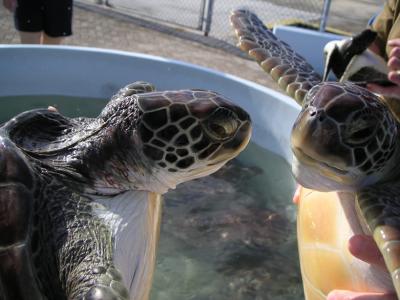 Turtle Lovers