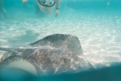 Stingray City