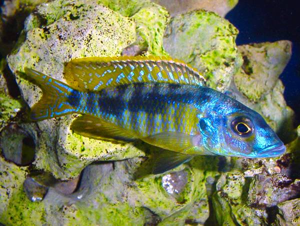 Stigmatochromis sp. spilostictus type