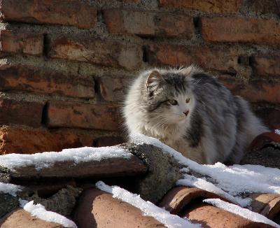 Roof cat
