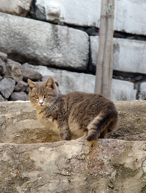 Ruins cat