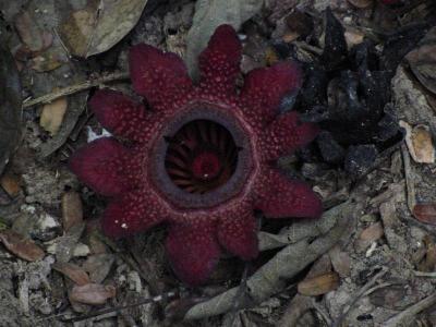 Flower of saprophytic plant