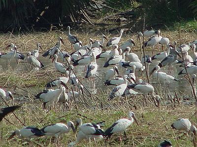 Open-billed Storks
